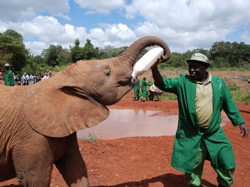 EXCLUSIVELY DAVID SHELDRICK ELEPHANT ORPHANAGE TRIP NAIROBI