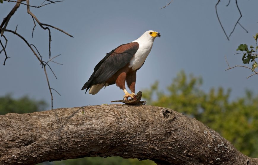 12 DAYS MAKGADIKGADI GAME RESERVE  BOSTWANA