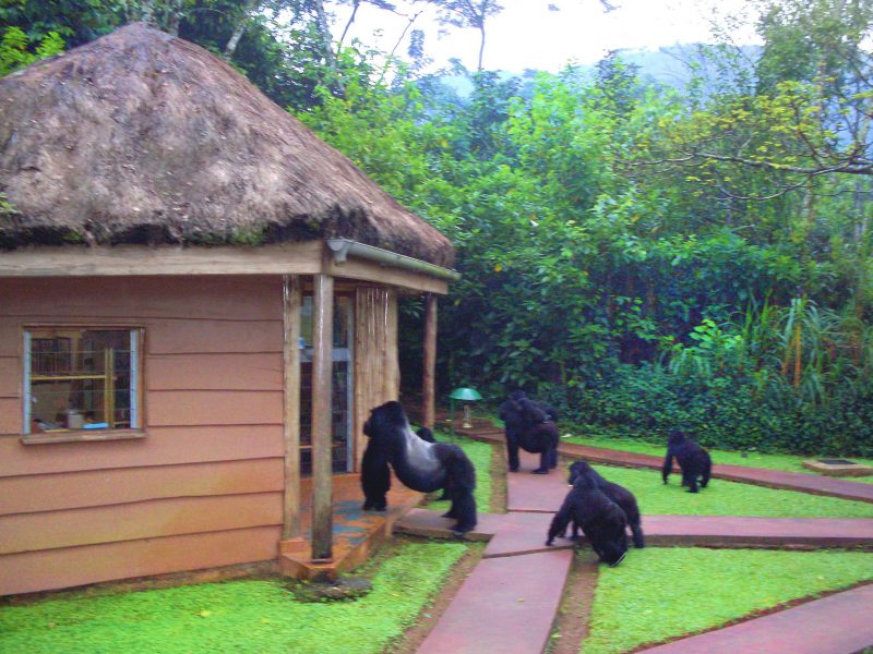 3 Days Bwindi  Santuary Gorillas Forest Camp Tour