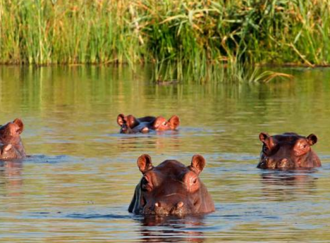 ONE-WEEK UGANDA ADVENTURE SAFARI